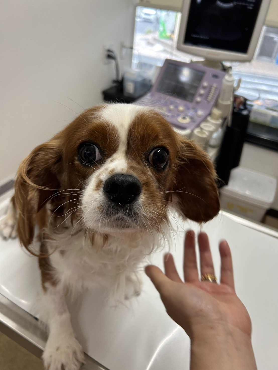 いまい 動物 病院