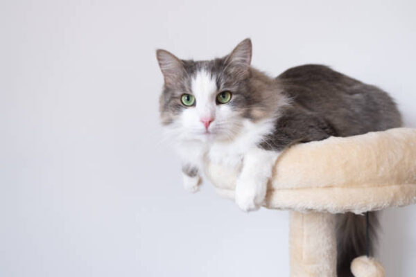 A gray cat with a white muzzle sits on a scratching post. Cozy cat house with a toy on a white background.